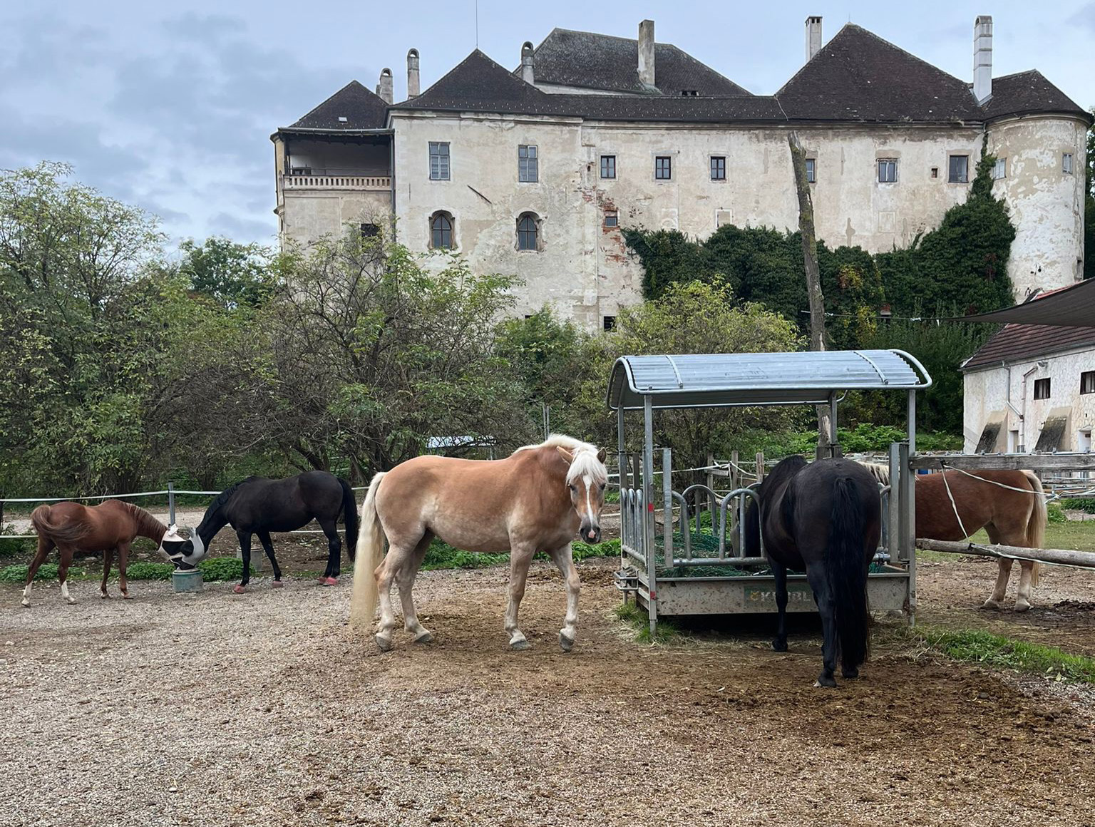 Ein Bild auf dem man die neuen Boxen der Pferde sieht.